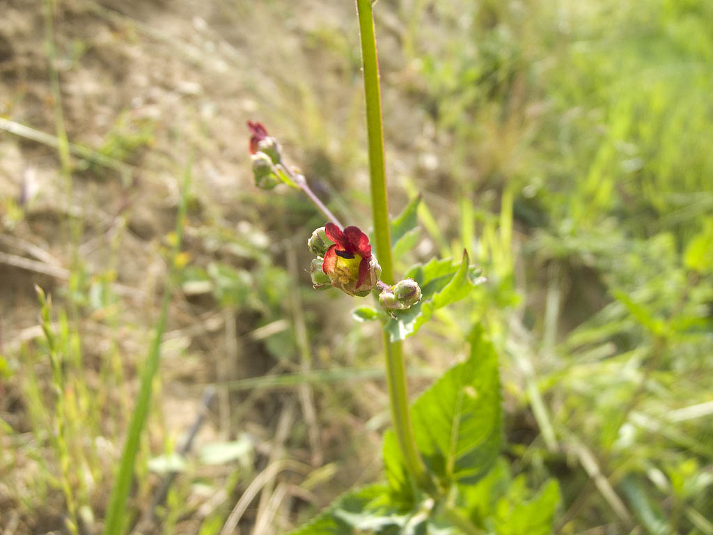 Scrophularia auriculata / Scrofularia acquatica